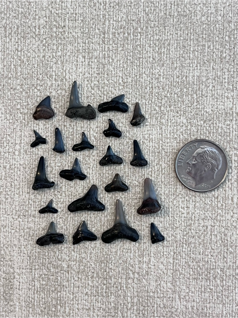 Mixed Small Fossil Shark Teeth